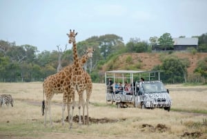 Off-Road Safari at Werribee Open Range Zoo