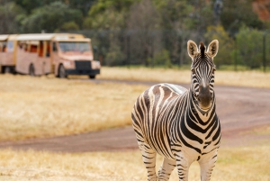 Off-Road Safari at Werribee Open Range Zoo