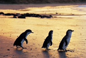 Melbourne: Penguin Parade , Koala & Brighton Bathing Boxes