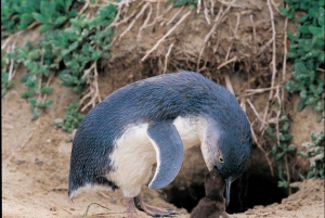 Melbourne: Penguin Parade , Koala & Brighton Bathing Boxes