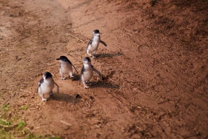 Melbourne: Penguin Parade , Koala & Brighton Bathing Boxes