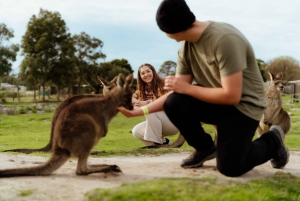 Melbourne: Penguin Parade , Koala & Brighton Bathing Boxes