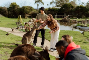 Melbourne: Penguin Parade , Koala & Brighton Bathing Boxes
