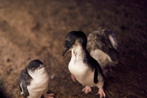 Melbourne: Penguin Parade , Koala & Brighton Bathing Boxes