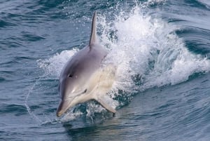 Philip Island: Dolphin and Whale Cruise