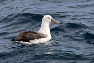 Philip Island: Dolphin and Whale Cruise