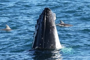 Philip Island: Dolphin and Whale Cruise