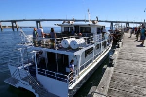 Philip Island: Dolphin and Whale Cruise