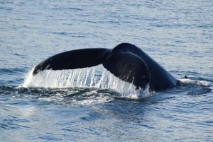 Philip Island: Dolphin and Whale Cruise