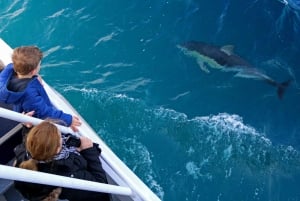 Philip Island: Dolphin and Whale Cruise