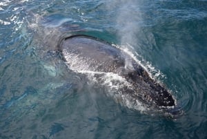 Philip Island: Dolphin and Whale Cruise