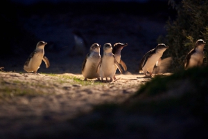 Phillip Island Exclusive VIP Penguin Parade Skybox Tour