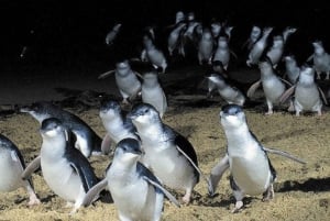 From Melbourne: Phillip Island Penguin & Nature Day Tour