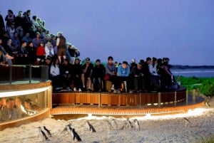 From Melbourne: Phillip Island Penguin & Nature Day Tour