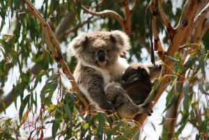 Phillip Island: Pingvinparad i gyllene timmen