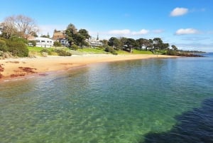 Phillip Island: Pingvinparad i gyllene timmen