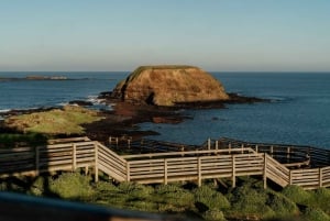 Phillip Island: Pingvinparad i gyllene timmen