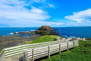 Phillip Island: Hike and Penguin Parade - 8 pax Small Tour