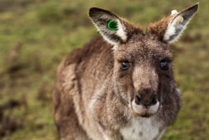 Phillip Island: Hike and Penguin Parade - 8 pax Small Tour