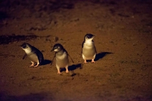 Phillip Islandin pingviinikierros auringonlaskun aikaan