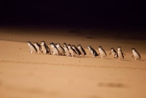 From Melbourne: Penguin Parade Afternoon Tour