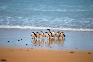 Phillip Island: Penguin Parade and Multi Attraction Pass