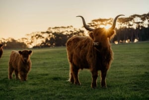 Phillip Island: Penguin Parade and Multi Attraction Pass