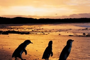 Phillip Island: Penguin Parade and Multi Attraction Pass