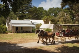 Phillip Island: Penguin Parade and Multi Attraction Pass