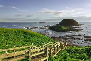 Phillip Island: Penguin Parade Evening Tour from Melbourne