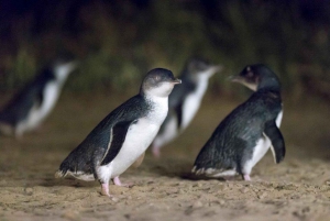 Phillip Island Penguin Parade Guided Tour At Beachfront