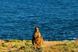 Phillip Island & Penguin Parade Midday Tour from Melbourne