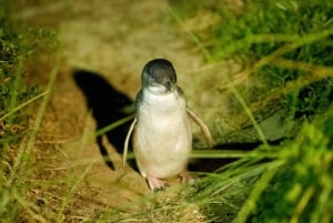 Phillip Island & Penguin Parade Midday Tour from Melbourne