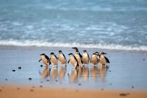 Phillip Island & Penguin Parade Midday Tour from Melbourne