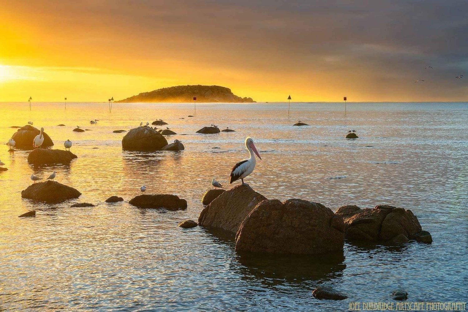 Melbourne: Private Phillip Island Penguin Parade Tours