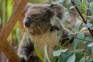 Melbourne: Private Phillip Island Penguin Parade Tours