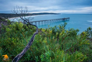 Melbourne: Private Phillip Island Penguin Parade Tours