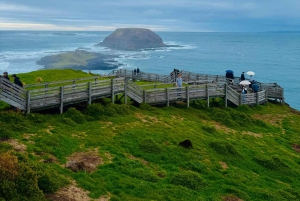 Melbourne: Private Phillip Island Penguin Parade Tours