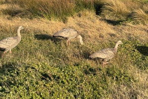 Melbourne: Private Phillip Island Penguin Parade Tours