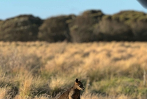 Melbourne: Private Phillip Island Penguin Parade Tours