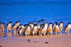 Phillip Island Penguin Parade avec un guide expert de la région