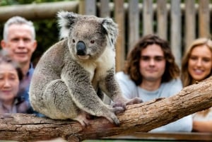 Phillip Island Penguin Parade avec un guide expert de la région