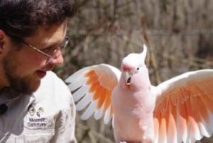 Phillip Island Penguin Parade avec un guide expert de la région