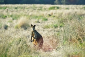 Phillip Island Penguin Parade avec un guide expert de la région