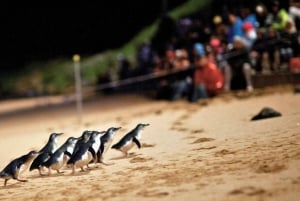 Phillip Island Penguin Parade avec un guide expert de la région