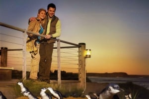 Phillip Island Penguin Parade avec un guide expert de la région