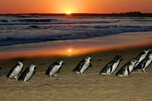 Phillip Island Penguin Parade avec un guide expert de la région