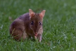 Phillip Island Penguin Parade avec un guide expert de la région