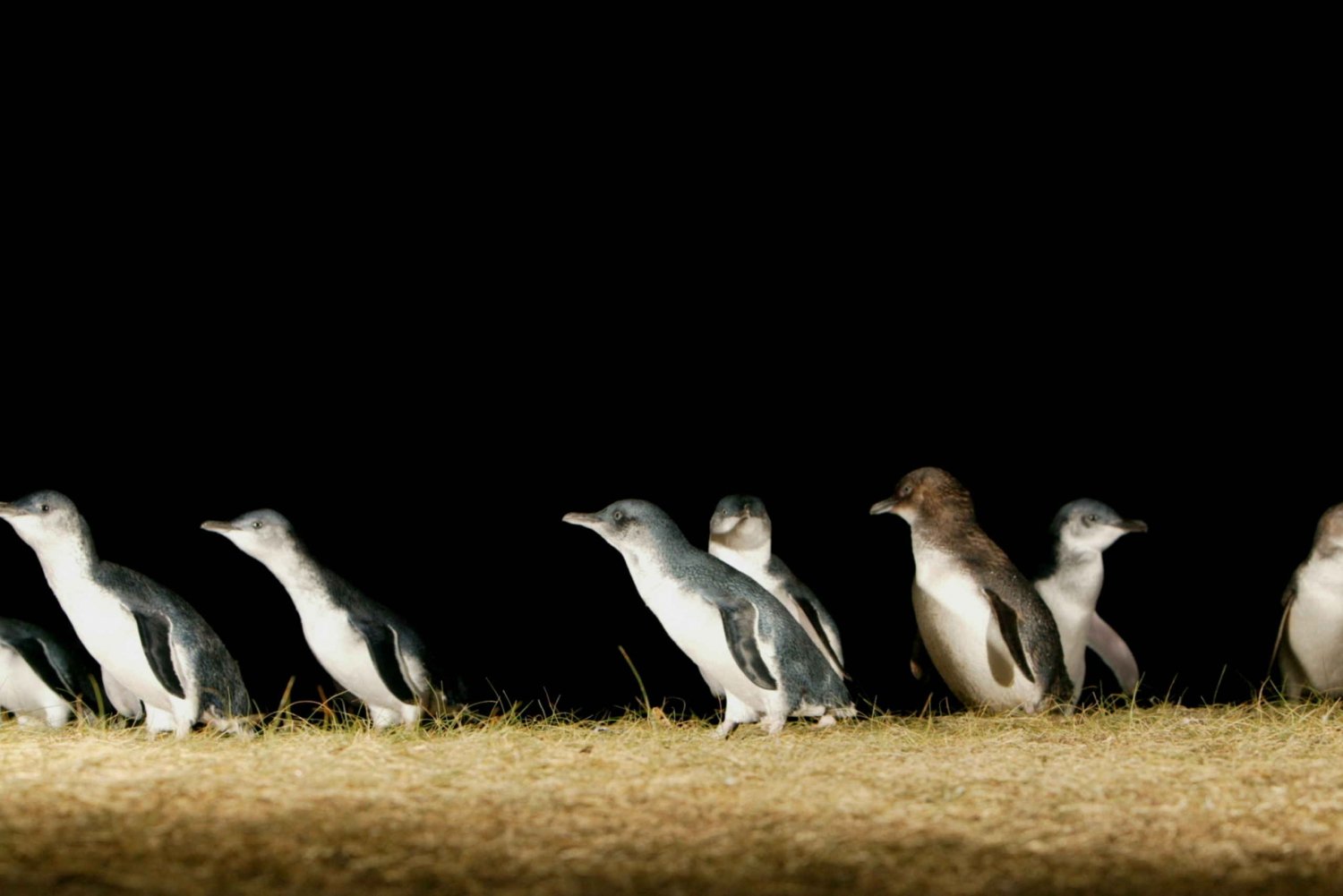 Best Penguin Parade tours to Phillip Island
