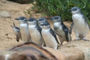 Phillip Island: Penguins and Wildlife Full-Day Tour
